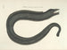 Bilder von Fischen, Schlangen, Insekten und anderen Tieren sowie einiger Pflanzen - Mark Catesby — Ansicht des Kunstwerks