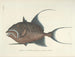 Bilder von Fischen, Schlangen, Insekten und anderen Tieren sowie einiger Pflanzen Pl022 - Mark Catesby — Ansicht des Kunstwerks