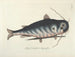 Bilder von Fischen, Schlangen, Insekten und anderen Tieren sowie einiger Pflanzen - Mark Catesby — Ansicht des Kunstwerks