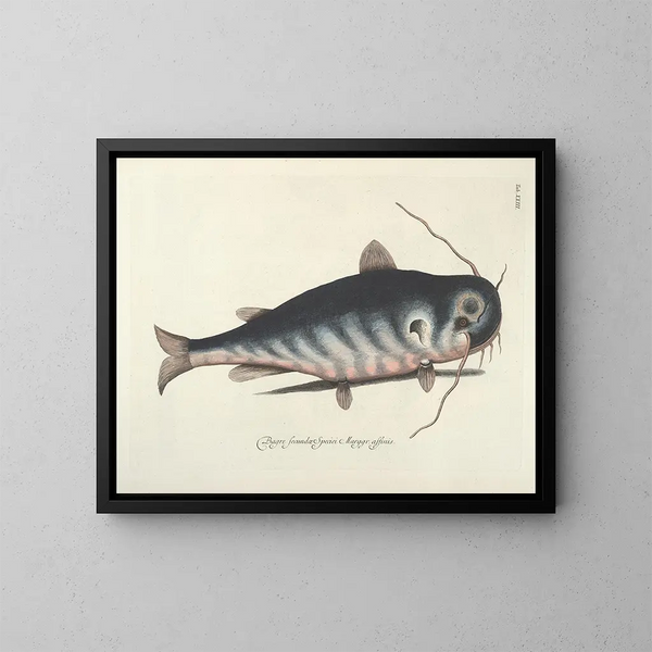 Bilder von Fischen, Schlangen, Insekten und anderen Tieren sowie einiger Pflanzen - Mark Catesby — gerahmtes Bild an der Wand