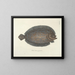 Bilder von Fischen, Schlangen, Insekten und anderen Tieren sowie einiger Pflanzen - Mark Catesby — gerahmtes Bild an der Wand