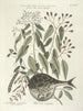 Fische, Schlangen, Insekten und einige andere Tiere sowie einige Pflanzenfotos Pl028 - Mark Catesby — Ansicht des Kunstwerks