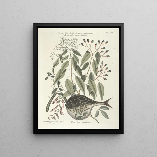 Mark Catesby - Piscium serpentum insectorum aliorumque nonnullorum animalum nec non plantarum quarundam imagines Pl028.webp