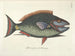 Bilder von Fischen, Schlangen, Insekten und anderen Tieren sowie einiger Pflanzen - Mark Catesby — Ansicht des Kunstwerks