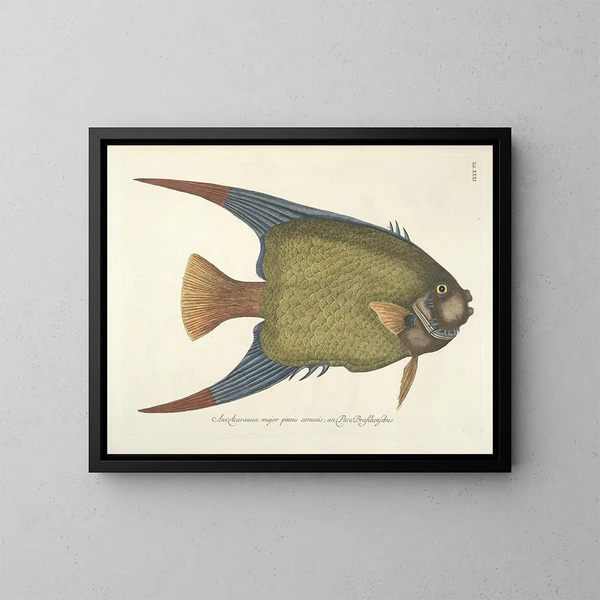 Bilder von Fischen, Schlangen, Insekten und anderen Tieren sowie einiger Pflanzen Pl031 - Mark Catesby — gerahmtes Bild an der Wand