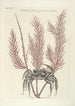 Piscium serpentum insectorum aliorumque nonnullorum animalium nec non plantarum quarundam imagines Pl035 - Mark Catesby — Ansicht des Kunstwerks