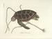 Bilder von Fischen, Schlangen, Insekten und anderen Tieren sowie einiger Pflanzen - Mark Catesby — Ansicht des Kunstwerks