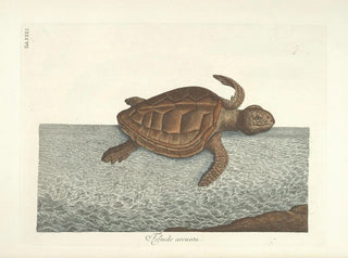 Mark Catesby - Piscium serpentum insectorum aliorumque nonnullorum animalum nec non plantarum quarundam imagines Pl040.webp