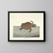 Bilder von Fischen, Schlangen, Insekten und anderen Tieren sowie einiger Pflanzen - Mark Catesby — gerahmtes Bild an der Wand