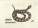 Bilder von Fischen, Schlangen, Insekten und anderen Tieren sowie einiger Pflanzen Pl041 - Mark Catesby — Ansicht des Kunstwerks