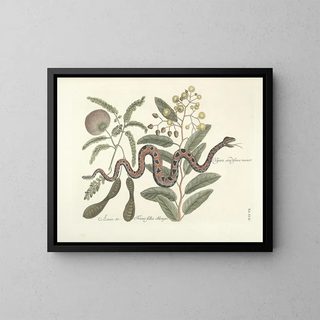 Mark Catesby - Piscium serpentum insectorum aliorumque nonnullorum animalum nec non plantarum quarundam imagines Pl042.webp