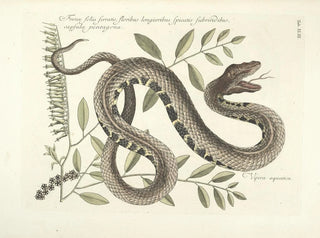 Mark Catesby - Piscium serpentum insectorum aliorumque nonnullorum animalum nec non plantarum quarundam imagines Pl043.webp
