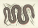 Bilder von Fischen, Schlangen, Insekten und anderen Tieren sowie einiger Pflanzen Pl046 - Mark Catesby — Ansicht des Kunstwerks
