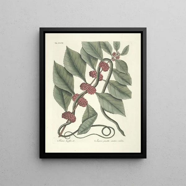 Mark Catesby - Piscium serpentum insectorum aliorumque nonnullorum animalum nec non plantarum quarundam imagines Pl047.webp