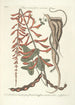 Piscium serpentum insectorum aliorumque nonnullorum animalium nec non plantarum quarundam imagines Pl049 - Mark Catesby — Ansicht des Kunstwerks