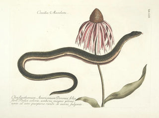 Mark Catesby - Piscium serpentum insectorum aliorumque nonnullorum animalum nec non plantarum quarundam imagines Pl059.webp