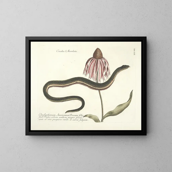 Bilder von Fischen, Schlangen, Insekten und anderen Tieren sowie einiger Pflanzen Pl059 - Mark Catesby — gerahmtes Bild an der Wand