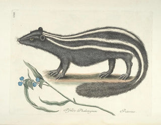 Mark Catesby - Piscium serpentum insectorum aliorumque nonnullorum animalum nec non plantarum quarundam imagines Pl062.webp