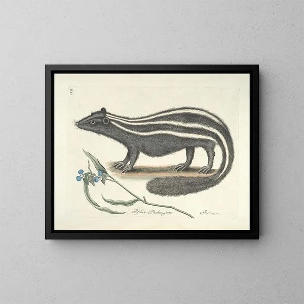 Bilder von Fischen, Schlangen, Insekten und anderen Tieren sowie einiger Pflanzen Pl062 - Mark Catesby — gerahmtes Bild an der Wand