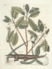 Fische, Schlangen, Insekten und einige andere Tiere sowie einige Pflanzenfotos Pl063 - Mark Catesby — Ansicht des Kunstwerks