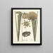 Fische, Schlangen, Insekten und einige andere Tiere sowie einige Pflanzenbilder Pl069 - Mark Catesby — gerahmtes Bild an der Wand
