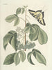 Fische, Schlangen, Insekten und einige andere Tiere sowie einige Pflanzenbilder Pl083 - Mark Catesby — Ansicht des Kunstwerks