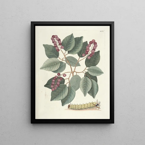 Mark Catesby - Piscium serpentum insectorum aliorumque nonnullorum animalum nec non plantarum quarundam imagines Pl094.webp