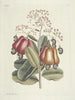 Fische, Schlangen, Insekten und einige andere Tiere sowie einige Pflanzenfotos Pl105 - Mark Catesby — Ansicht des Kunstwerks