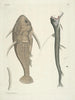 Fische, Schlangen, Insekten und einige andere Tiere sowie einige Pflanzenfotos Pl109 - Mark Catesby — Ansicht des Kunstwerks