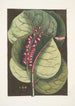 Prunus maritima racemosa Der Mangrovenwein Phalna Caroliniana c - Mark Catesby — gerahmtes Bild an der Wand