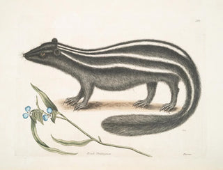 PseudoPhalangium ramosum Putorius le Putois - Mark Catesby — Ansicht des Kunstwerks