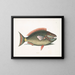 Psittacus und der Papageienfisch - Mark Catesby — gerahmtes Bild an der Wand