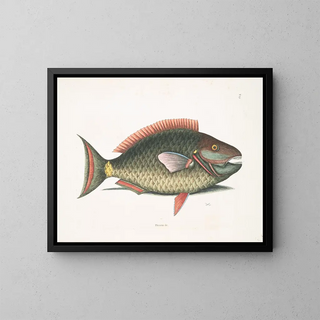Psittacus und der Papageienfisch - Mark Catesby — gerahmtes Bild an der Wand
