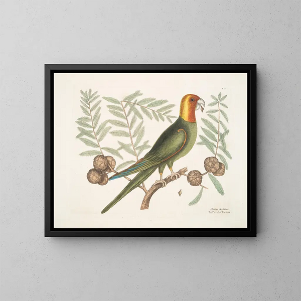 Der Papagei von Caroline - Mark Catesby — gerahmtes Bild an der Wand