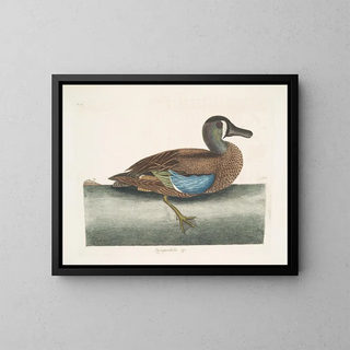 Mark Catesby - Quequedula Americana variegata The WhiteFace Teal.webp