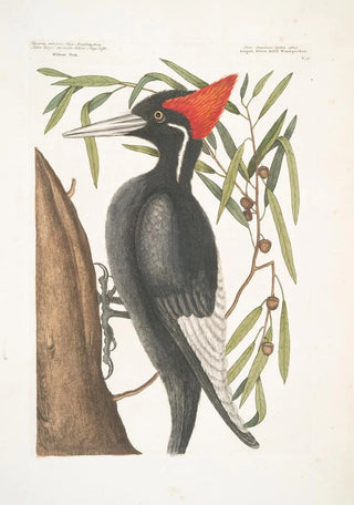 Mark Catesby - Quercus Anpotius Ilex Marilandica folio longo angusto salicis Willow Oak Picus Maximus rostro Albo Largest WhiteBilled Woodpecker.webp