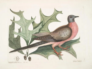 Chêne écarlate, feuilles plus larges et épineuses, Pigeon migrateur - Mark Catesby — Ansicht des Kunstwerks