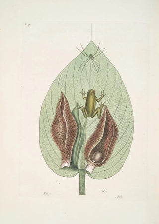 Mark Catesby - Rana viridis arborea The GreenTree Frog Arum Americanum The Scunk Weed.webp