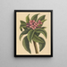 Frangipanni rot Plumeria rubra - Mark Catesby — gerahmtes Bild an der Wand
