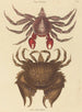 Krabbe Felsen Motté Rote Krebs grapsus - Mark Catesby — Ansicht des Kunstwerks