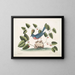 L'oiseau bleu - Mark Catesby — gerahmtes Bild an der Wand