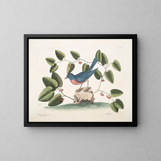 Mark Catesby - Rubecula Americana The Blue Bird Smilax non spinola bumilis Aristolochi baccis rubris.webp