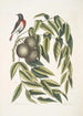 Ruticilla Americana Le Paruline à Gorge Rouge Juglans Nigra Le Noyer Noir - Mark Catesby — Ansicht des Kunstwerks