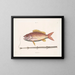 Der Tabakfisch - Mark Catesby — gerahmtes Bild an der Wand