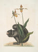 Mark Catesby — Ansicht des Kunstwerks