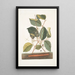 Scolopendra Hamamelis - Mark Catesby — gerahmtes Bild an der Wand