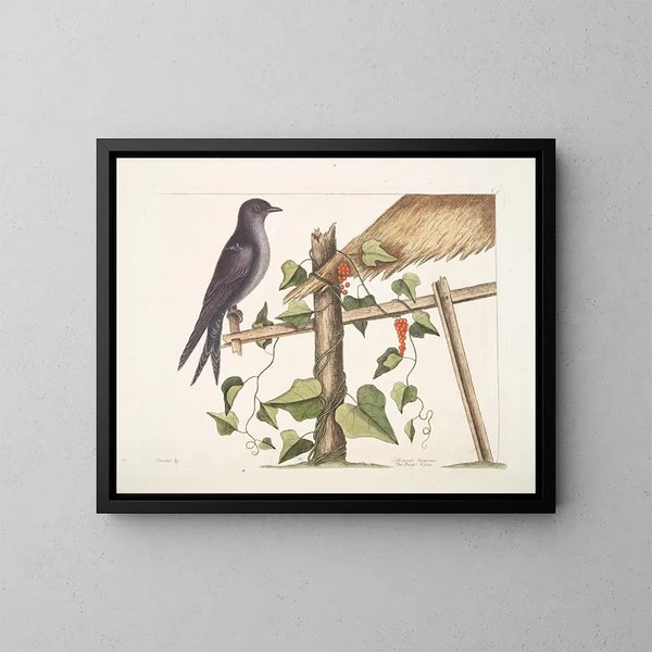 Smilax c. Hirundo purpurea, le Martin pourpre - Mark Catesby — gerahmtes Bild an der Wand