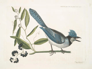 Smilax lisse, laurier à feuilles non dentées, baies noires, le Smilax à feuilles de laurier, Pica cristata carulea, le Geai huppé bleu - Mark Catesby — Ansicht des Kunstwerks