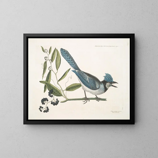 Smilax lisse, laurier à feuilles non dentées, baies noires, le Smilax à feuilles de laurier, Pica cristata carulea, le Geai huppé bleu - Mark Catesby — gerahmtes Bild an der Wand