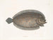 Solea lunata - Mark Catesby — Ansicht des Kunstwerks